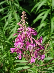 Chamaenerion angustifolium