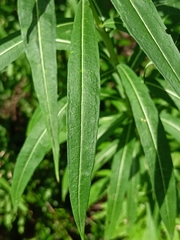 Chamaenerion angustifolium
