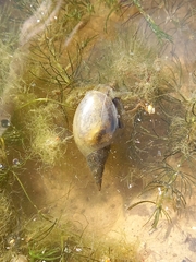 Lymnaea stagnalis