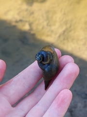 Lymnaea stagnalis