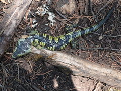 Abronia taeniata