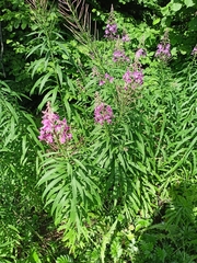 Chamaenerion angustifolium