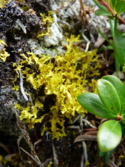 Vulpicida juniperinus
