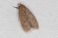 Inga obscuromaculella