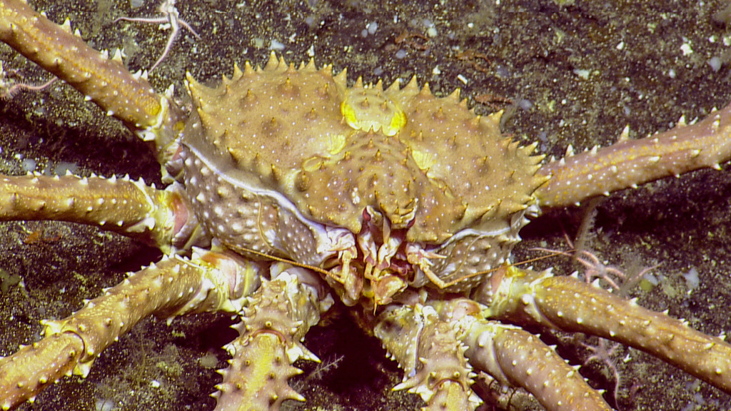Photos of Golden King Crab (Lithodes aequispinus) · iNaturalist