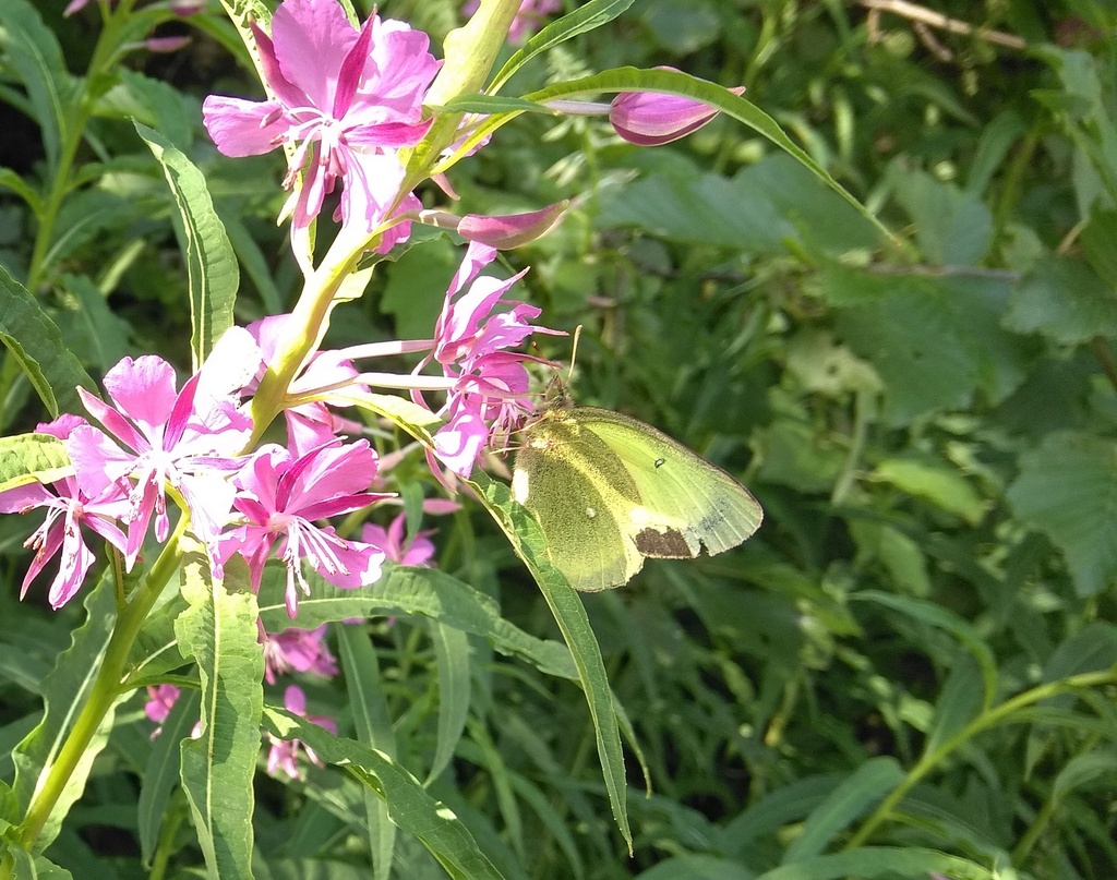 Moorland Clouded Yellow from Сосновец, Беломорский р-н, Респ. Карелия ...