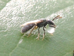 Lasioglossum imitatum