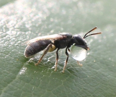 Lasioglossum imitatum