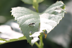 Lasioglossum imitatum