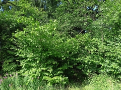 Corylus avellana
