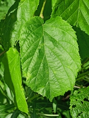 Corylus avellana