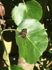 Eristalis tenax