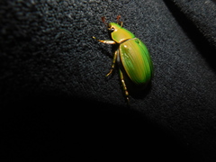 Chrysina costata