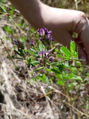 Medicago sativa
