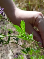 Medicago sativa