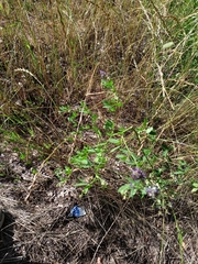 Medicago sativa