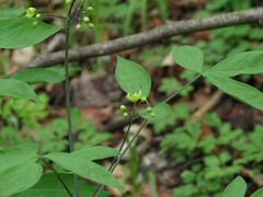 Caulophyllum robustum