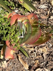 Kalanchoe luciae