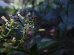 Palicourea hebeclada