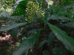 Palicourea hebeclada