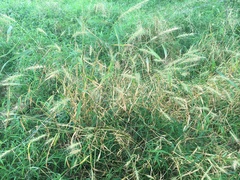 Elymus macgregorii