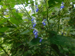 Salvia xalapensis