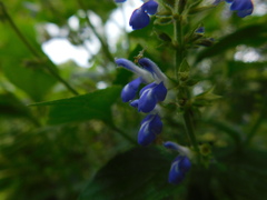 Salvia xalapensis