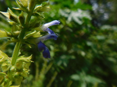 Salvia xalapensis