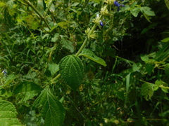 Salvia xalapensis