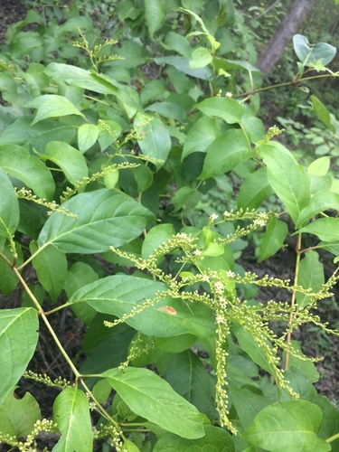 American buckwheat vine (Brunnichia ovata)