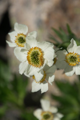 Anemonastrum zephyrum