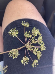 Aralia hispida