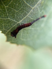Cerura