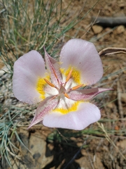 Calochortus persistens