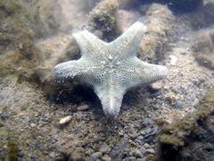 Aquilonastra