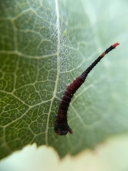Cerura