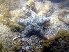 Aquilonastra