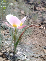 Calochortus persistens