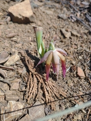 Calochortus persistens
