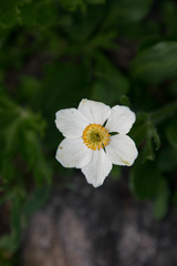 Anemonastrum zephyrum