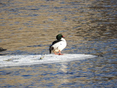Mergus merganser