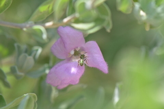 Agapostemon melliventris