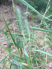 Elymus virginicus virginicus