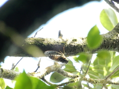 Tanna sozanensis