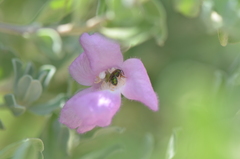 Agapostemon melliventris