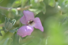 Agapostemon melliventris