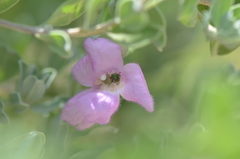 Agapostemon melliventris