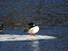 Mergus merganser