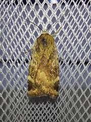 Cryptocala chardinyi