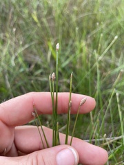 Eleocharis melanocarpa